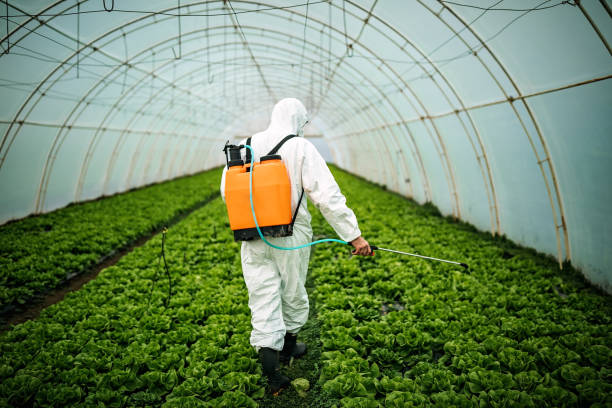 Best Affordable Pest Control Services  in Hamton, IL