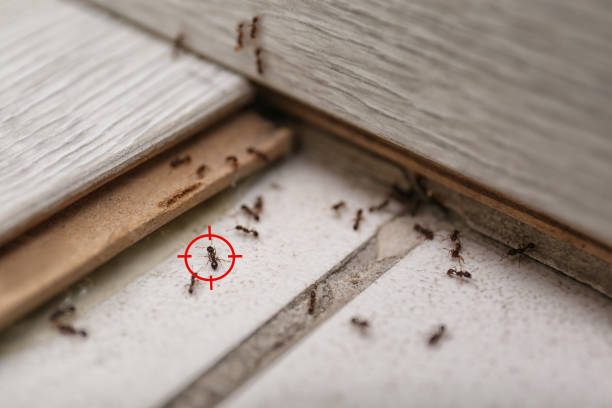 Best Pest Inspection Near Me  in Hamton, IL