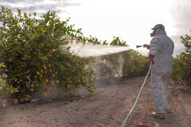 Best Local Pest Control Services  in Hamton, IL