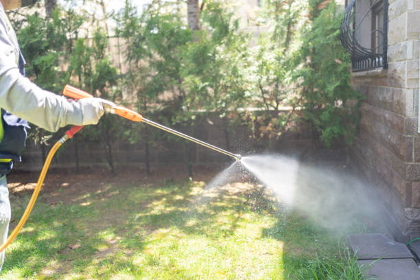Best Wasp Removal Services  in Hamton, IL