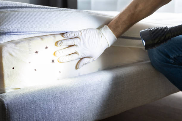 Best Pest Removal Services  in Hamton, IL