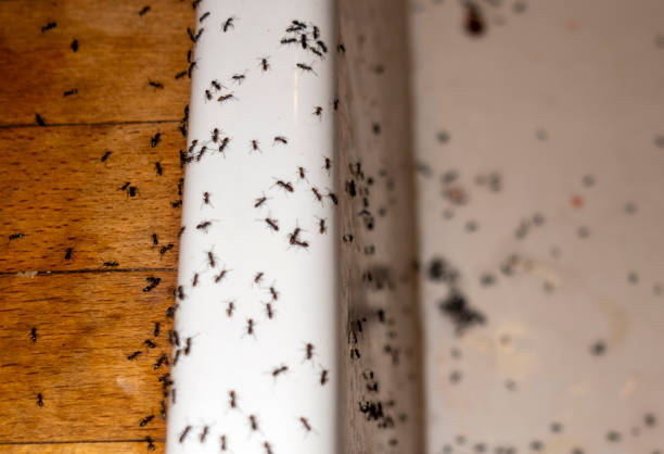 Best Termite Control Services  in Hamton, IL