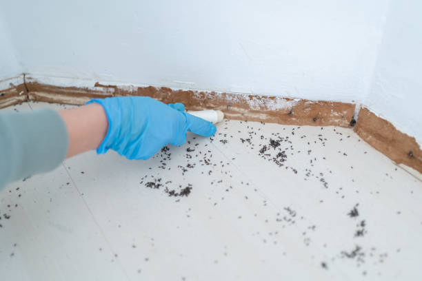 Best Wasp Removal Services  in Hamton, IL
